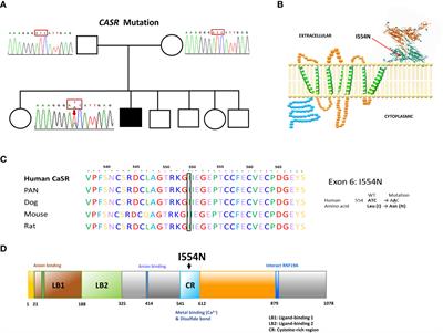 Identification and characterization of a novel CASR mutation causing familial hypocalciuric hypercalcemia